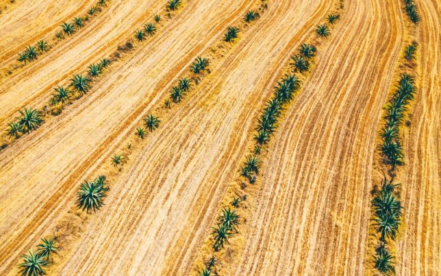 Root and Wander homepage, social compliance consultancy for agriculture, food and textiles
